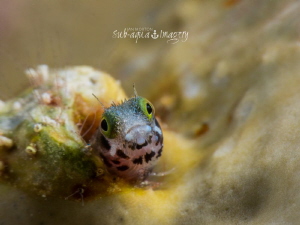 Secretary Blenny with Olympus E-M1 60mm and CMC by Jan Morton 